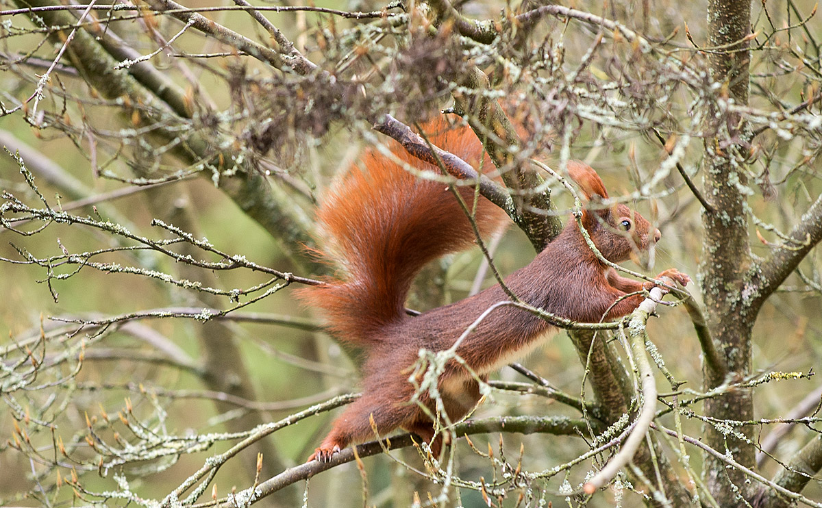 Eichhörnchen 2