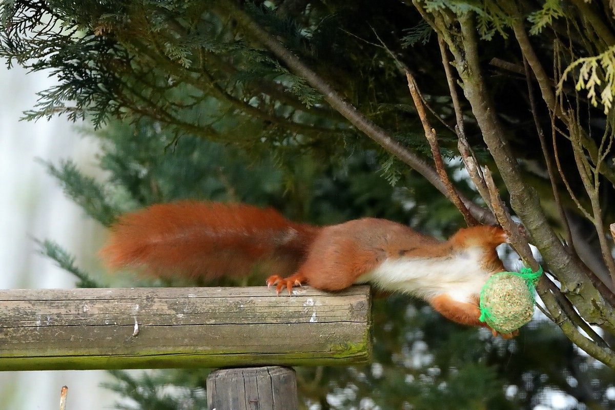 Eichhörnchen 3.jpg