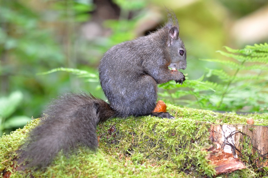 Eichhörnchen 3