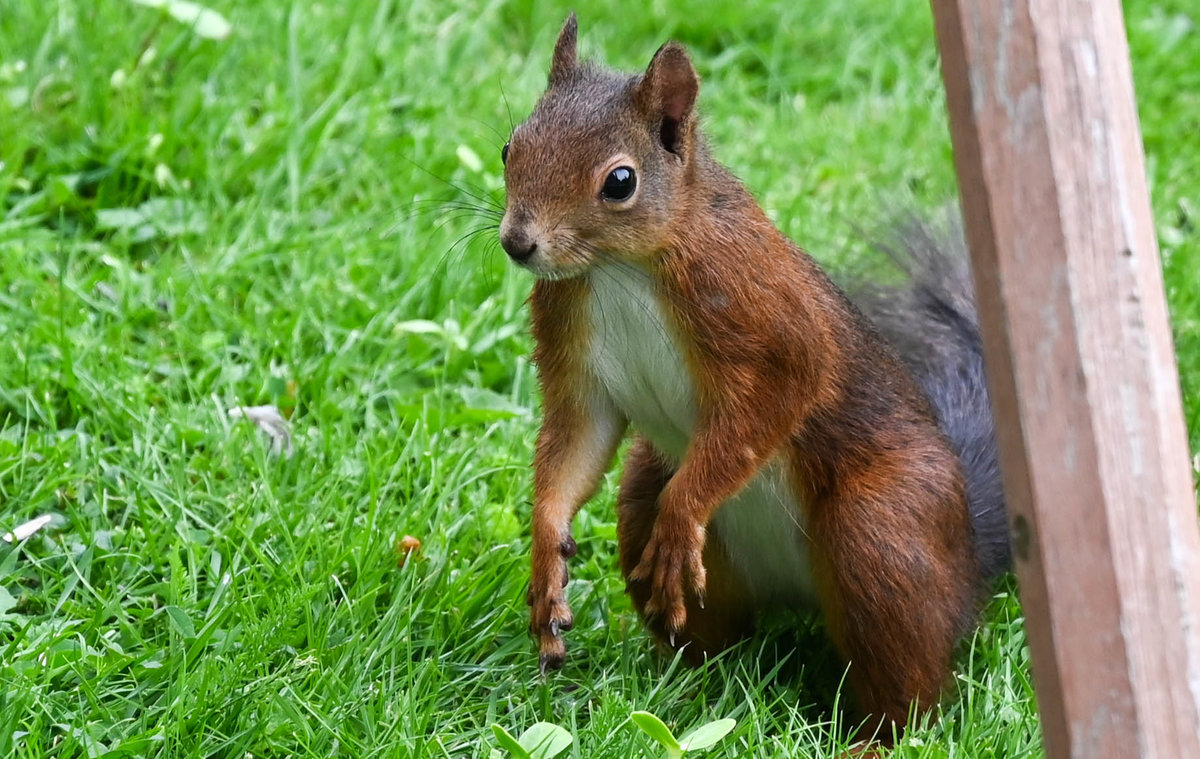 Eichhörnchen 4.jpg