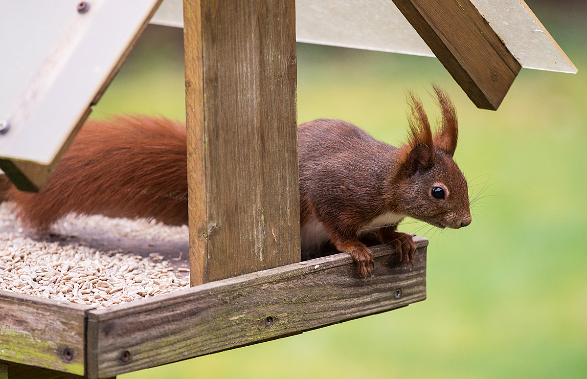 Eichhörnchen 4