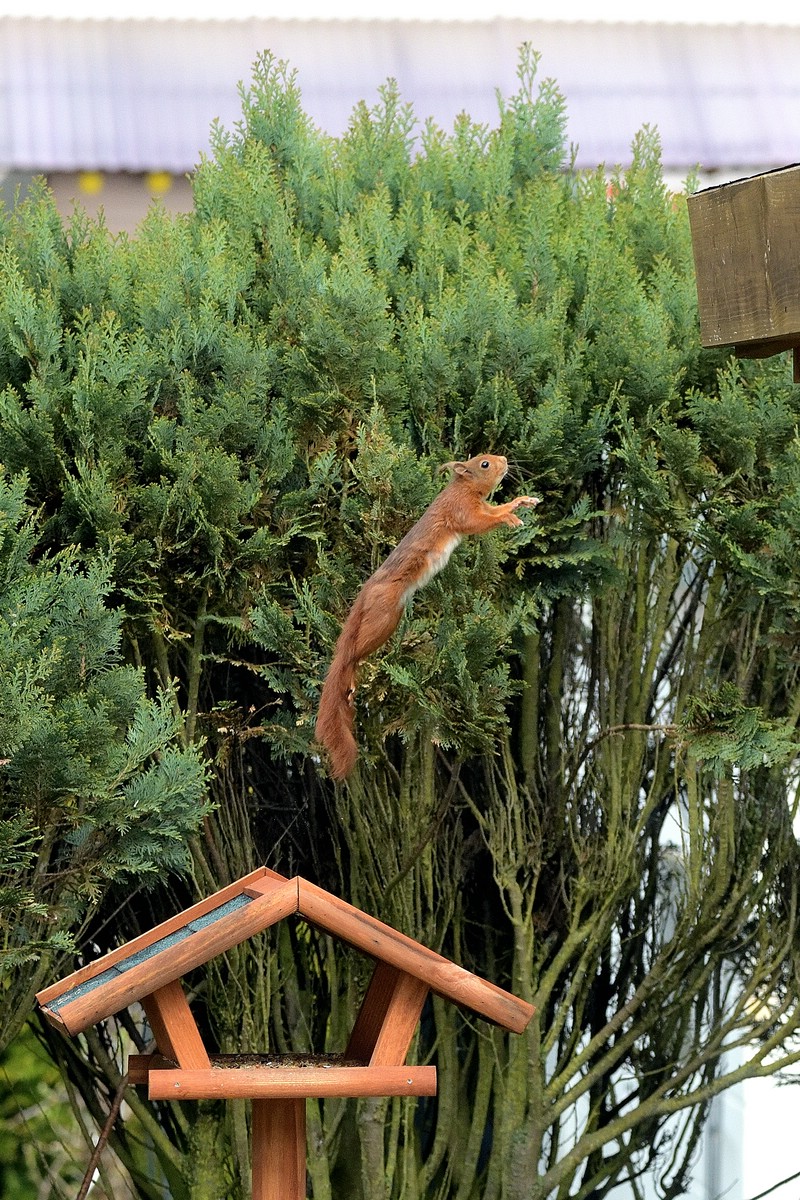 Eichhörnchen 5.jpg