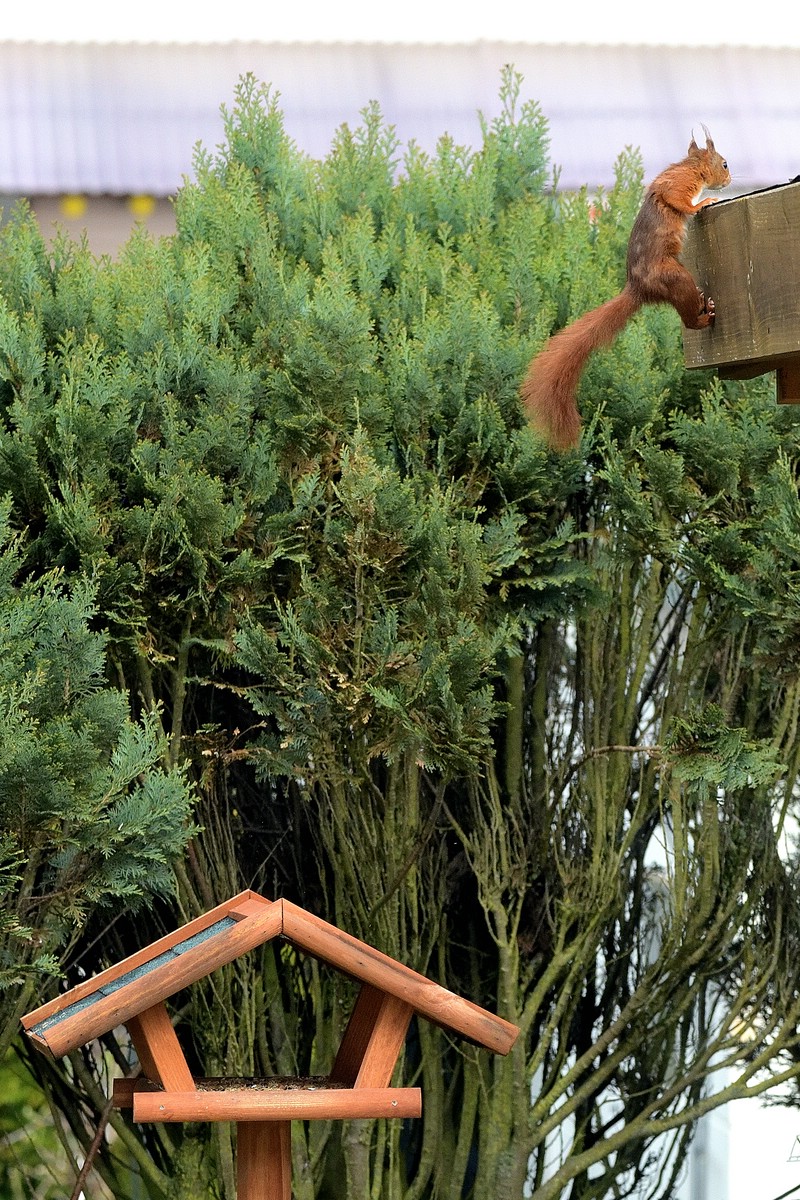 Eichhörnchen 6.jpg