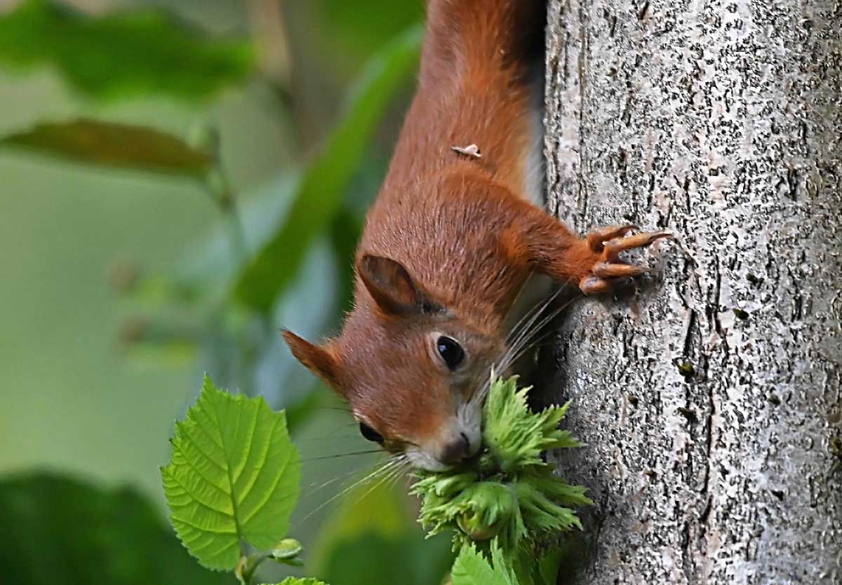 Eichhörnchen 6.jpg