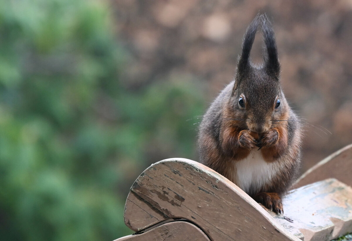 Eichhörnchen am Vogelhaus 2.jpg