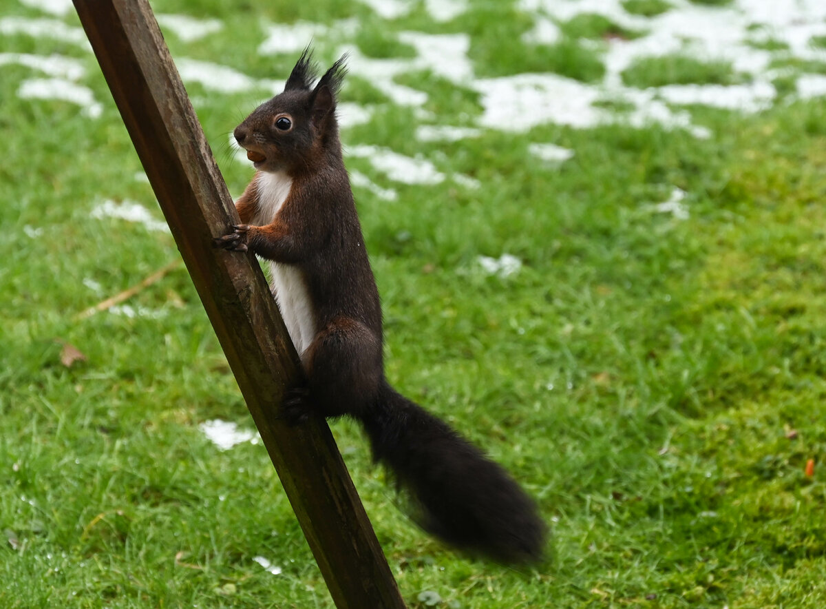 Eichhörnchen am Vogelhaus.jpg