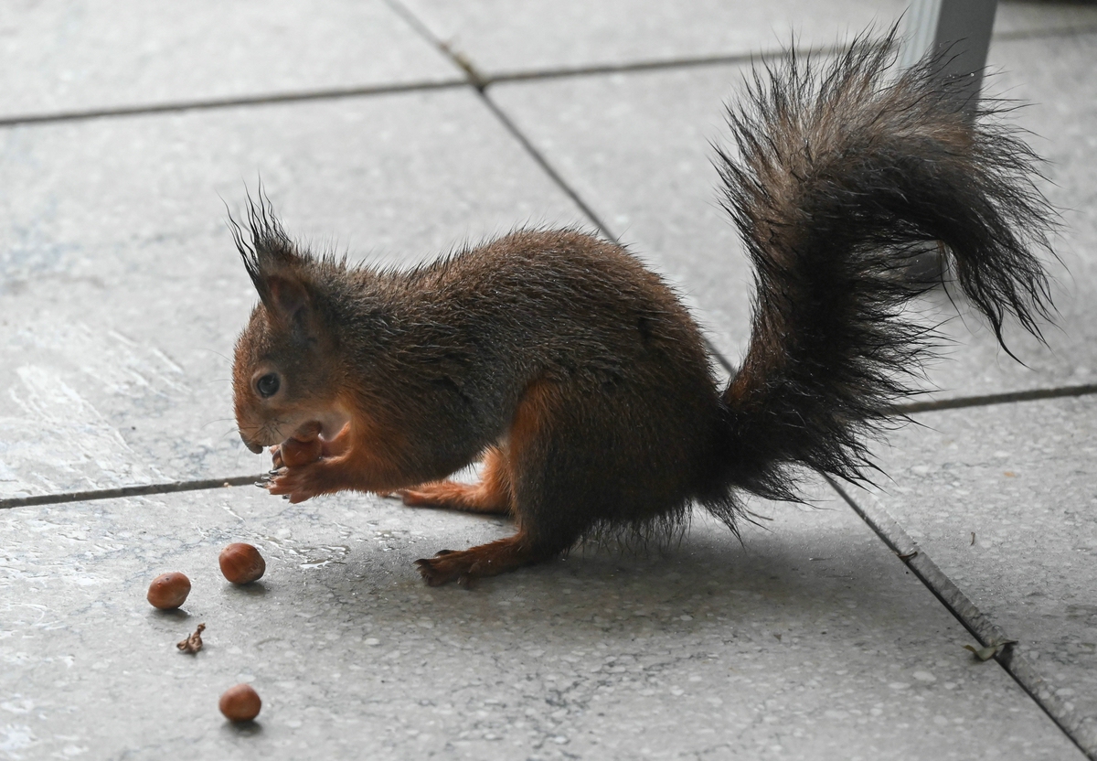 Eichhörnchen beim Nüssesammeln-comp.jpg