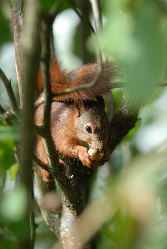 Eichhörnchen DSC 9633