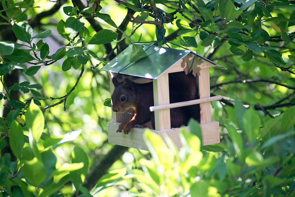 Eichhörnchen im Vogelfutterhäuschen.jpg