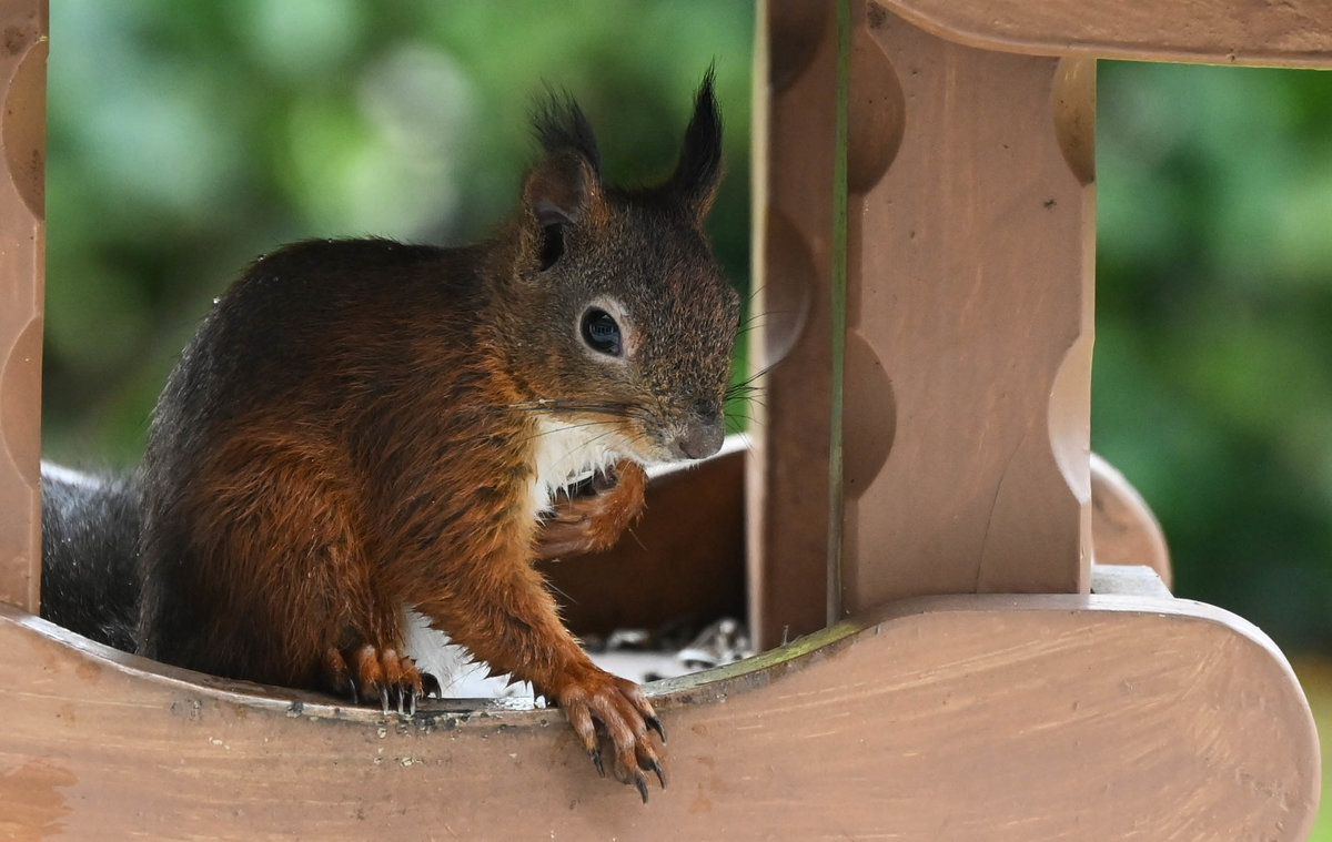 Eichhörnchen im Vogelhaus