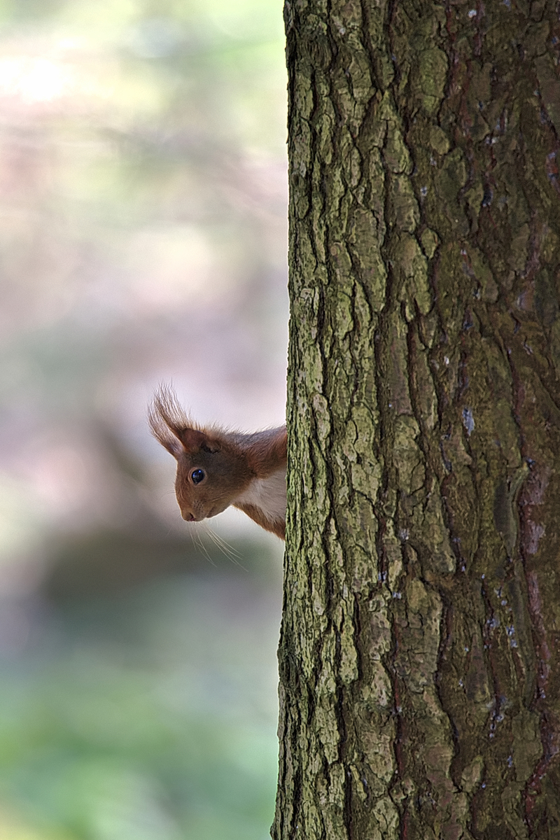 Eichhörnchen.jpg