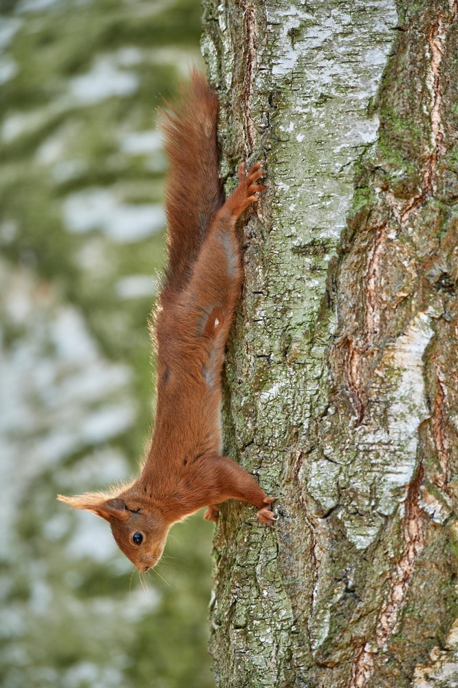 Eichhörnchen.jpg