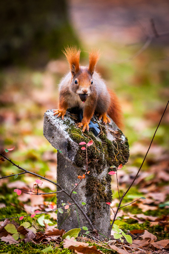 Eichhörnchen