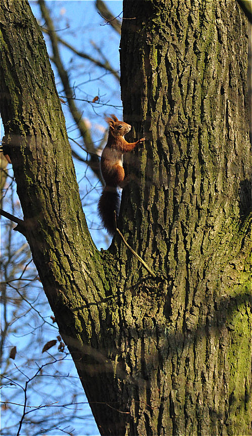 Eichhörnchen