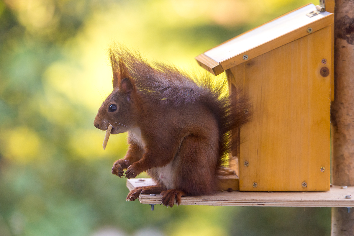 Eichhörnchen2