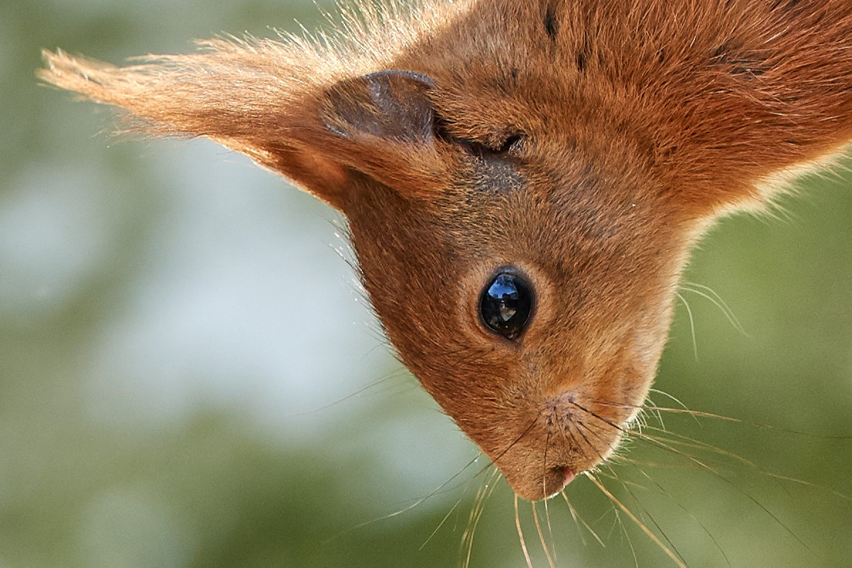 Eichhörnchen_100.jpg