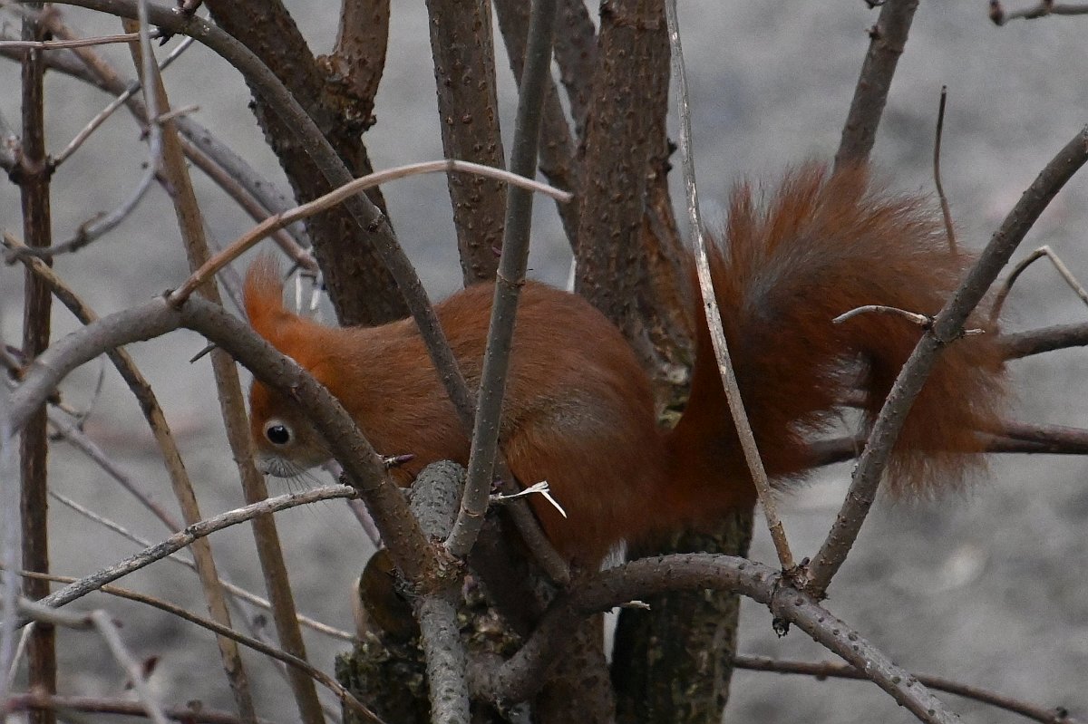 Eichhörnchen_1_crop.jpg