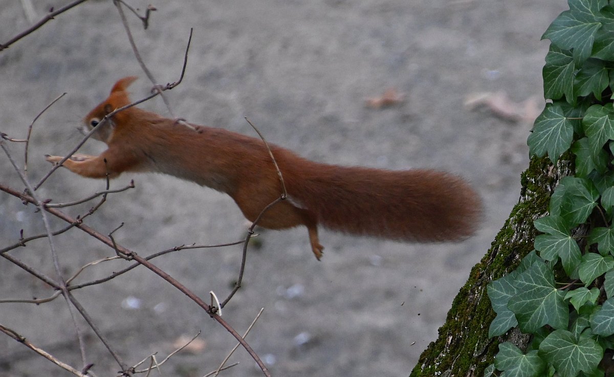 Eichhörnchen_3_crop.jpg