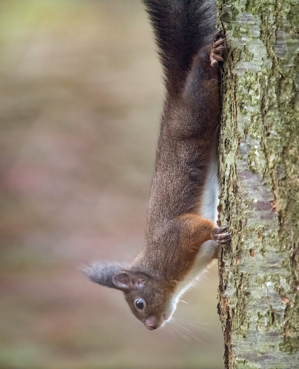 Eichhörnchen.jpg