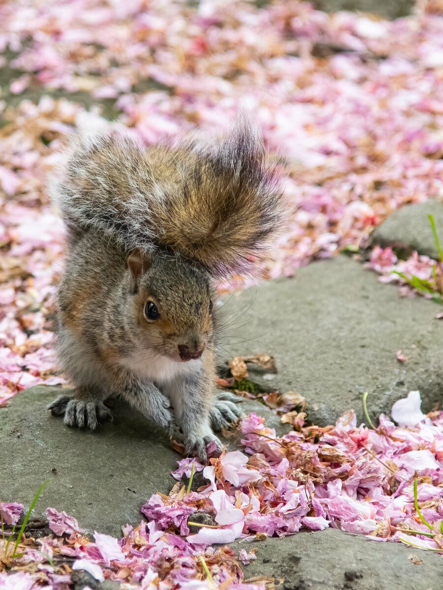 Eichhörnchen Kirschblüten.jpg