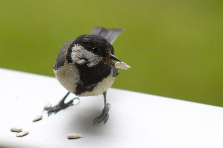 Ein Besucher