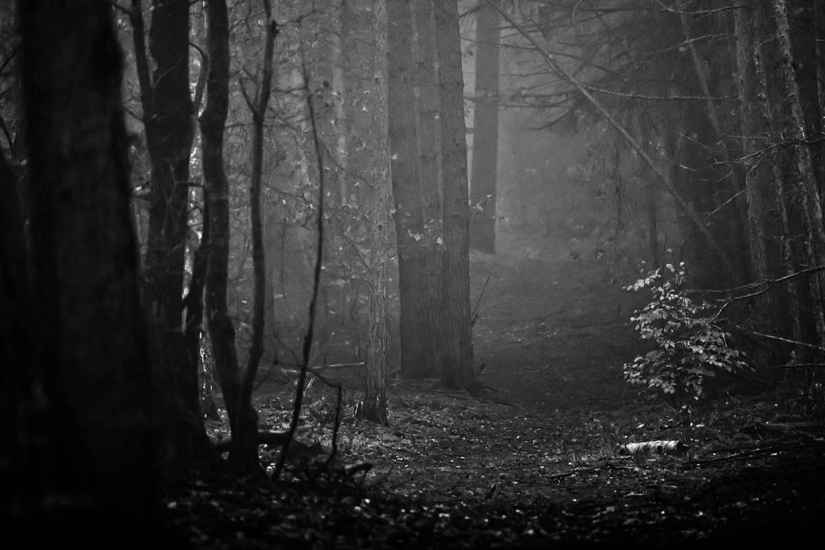 Ein dunkler Tag im Wald BW.jpg