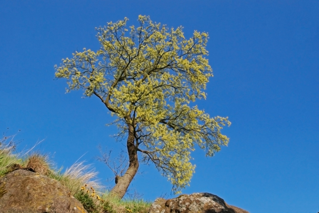 ein einsamer Baum in Idar-Oberstein