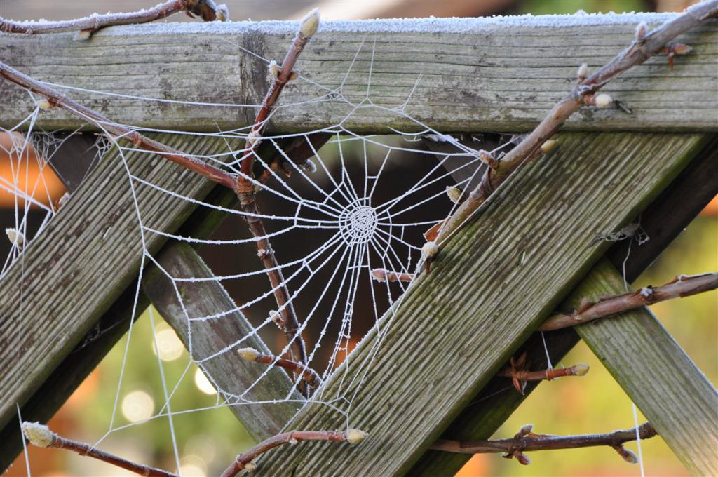 ein gefrorenes Spinnennetz
