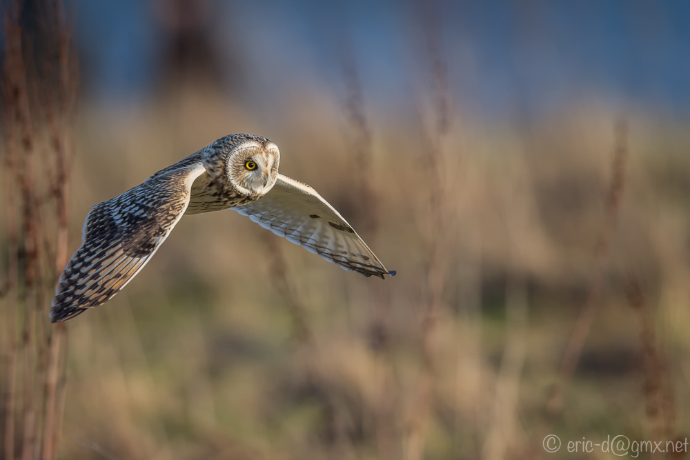 Ein geiler Tag, SOE wildlife 2016, Nordseeküste
Achtung: CanonBild  ;)