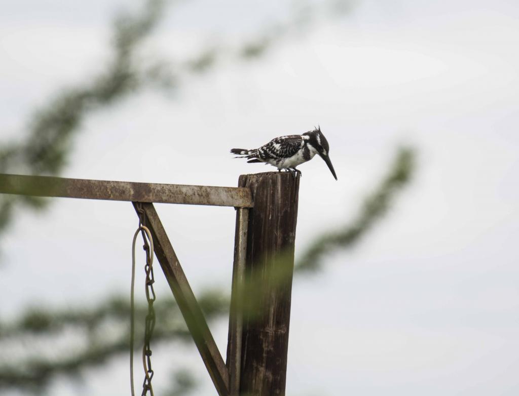 Ein Graufischer oder pied kingfisher hält Ausschau nach Beute.