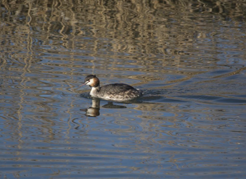 Ein Haubentaucher schwimmt im Abendlicht vorbei. Perfektes licht für diesen schönen Vogel.