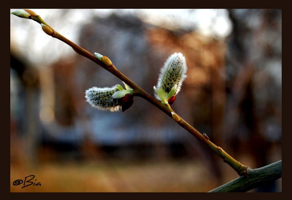 Ein Hauch von Frühling ...
2010, eine meiner ersten Aufnahmen mit der Nikon D40.