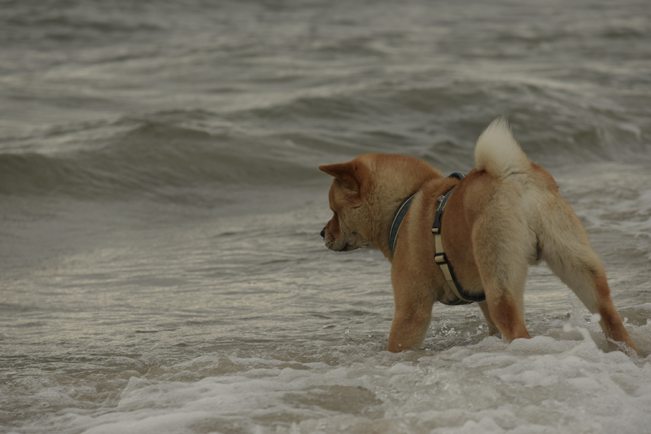 ein-hundeblog-DSC_4747.jpg