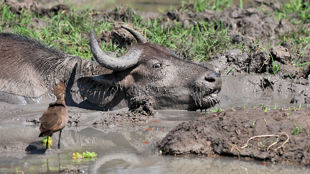 Ein junger Büffel sitzt im Schlamm fest
ein Hammerkopf beobachtet ihn
South Luangwa
6812