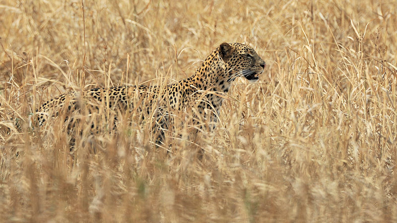 Ein Leopard liegt auf der Lauer
9241
