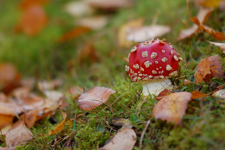Ein Männlein steht im Walde