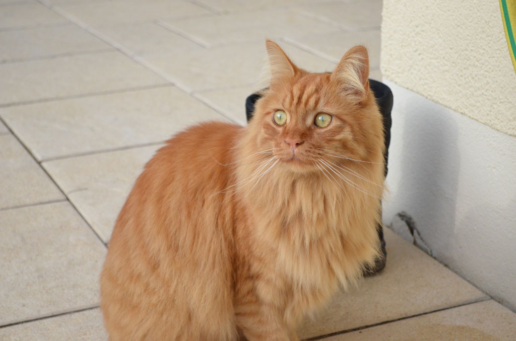 ein netter Kater zu Besuch