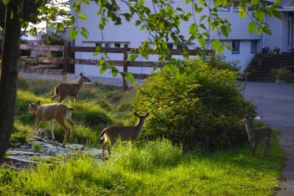 ein paar Rehe in Prince Rupert