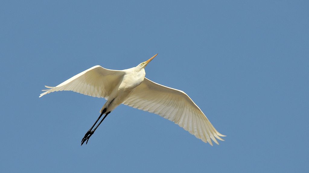 Ein Reiher fliegt über den Tagebau mitten in der Wüste
(3951)