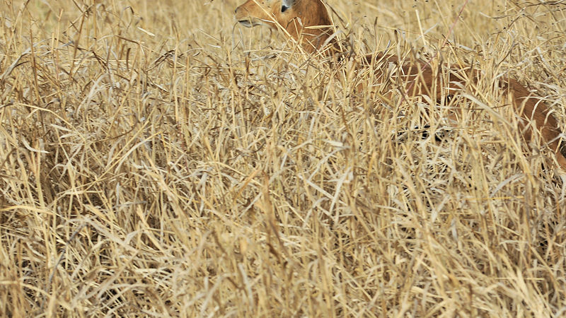 Ein Riesensatz vom Leo in einen Grasbusch,
ein Riedbock spring auf,
knapp daneben ist auch vorbei
9245