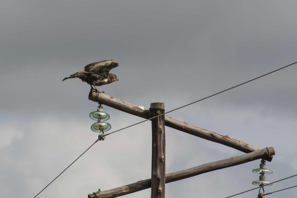 Ein Schlangenadler erhebt sich von seinem Aussichtspunkt.