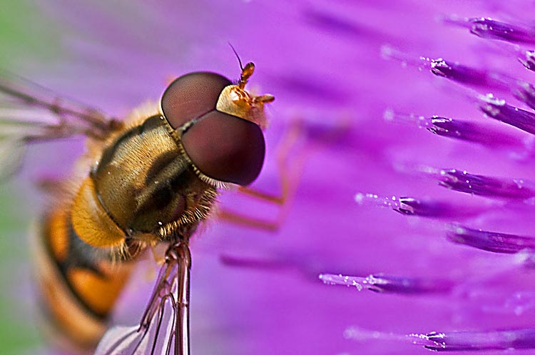 Ein Schwebfliege auf der Blüte einer Diestel.