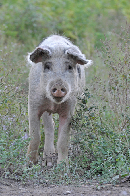 Ein Schwein