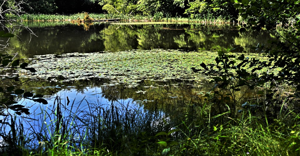 Ein See im alten Buchenwald UE.jpg