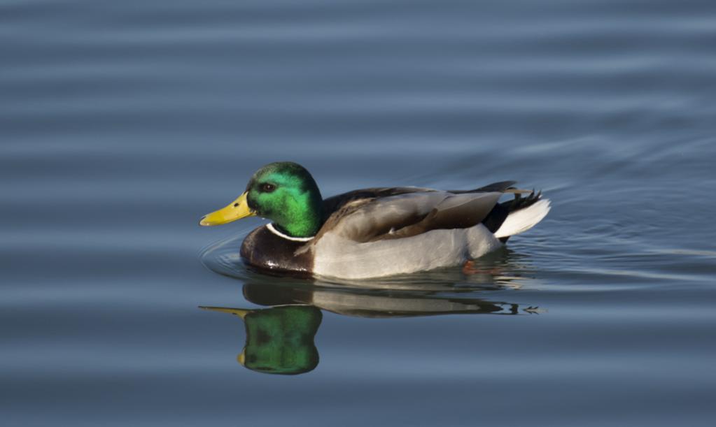 Ein Stockentenerpel schwimmt der Abendsonne entgegen. Schön wie das Gefieder glänzt.