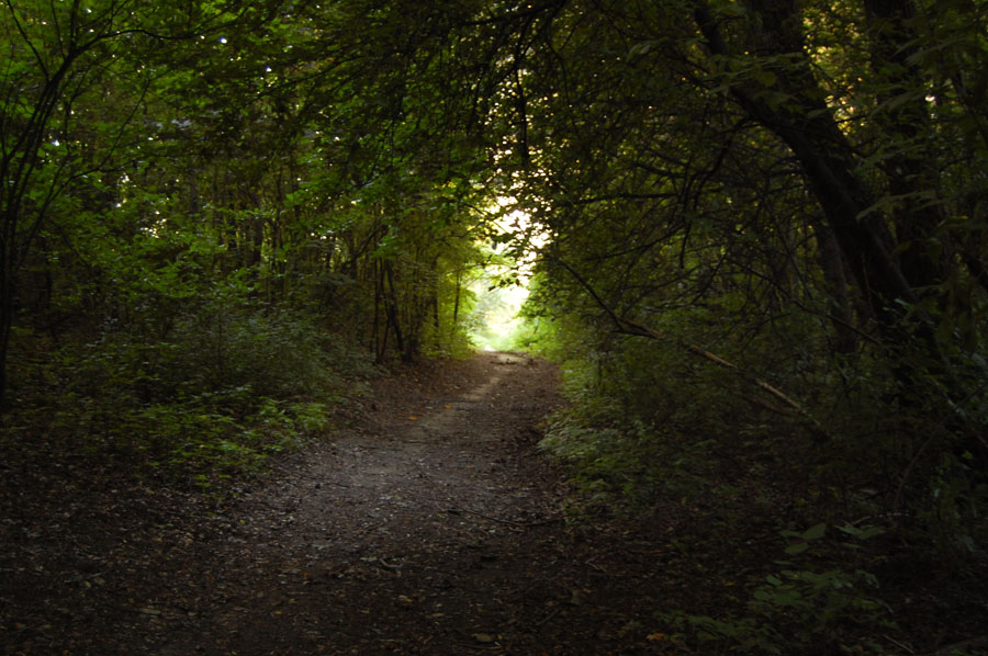 Ein Waldweg in der Achau