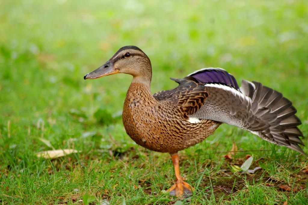 Einbeinpose