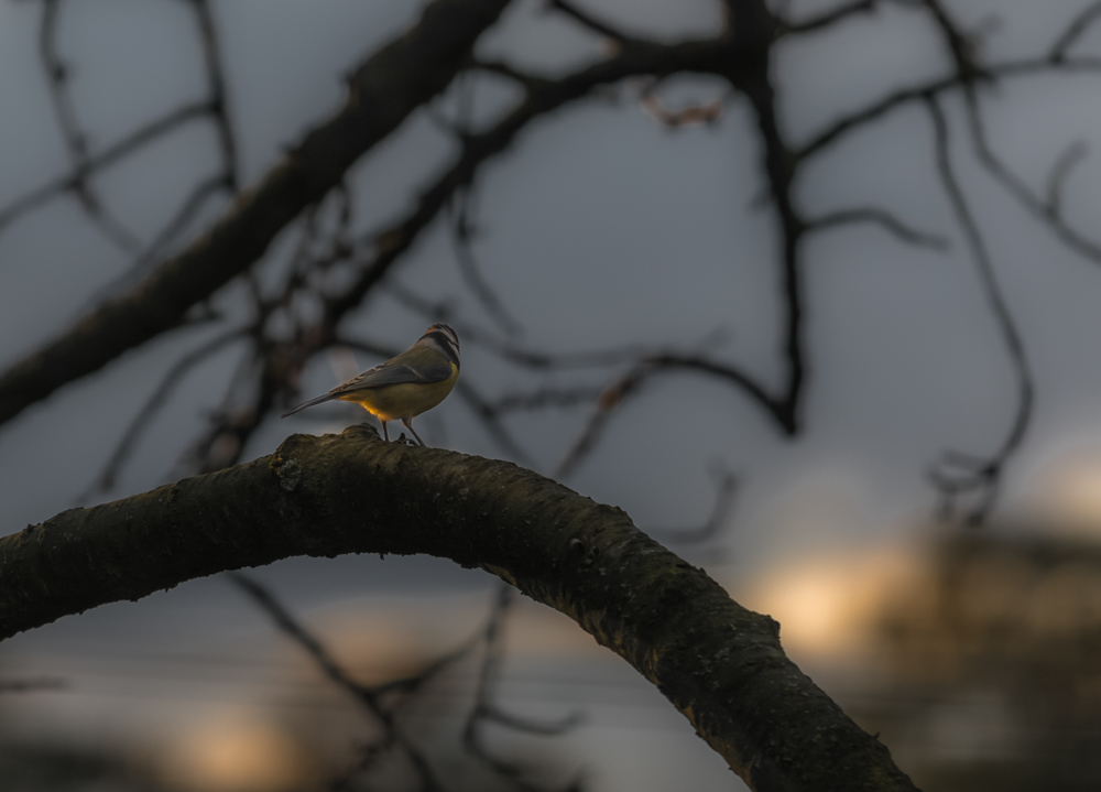 Eine Blaumeise im Abendlicht