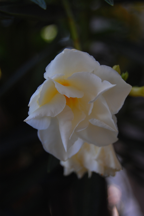 Eine Blume am Balkon