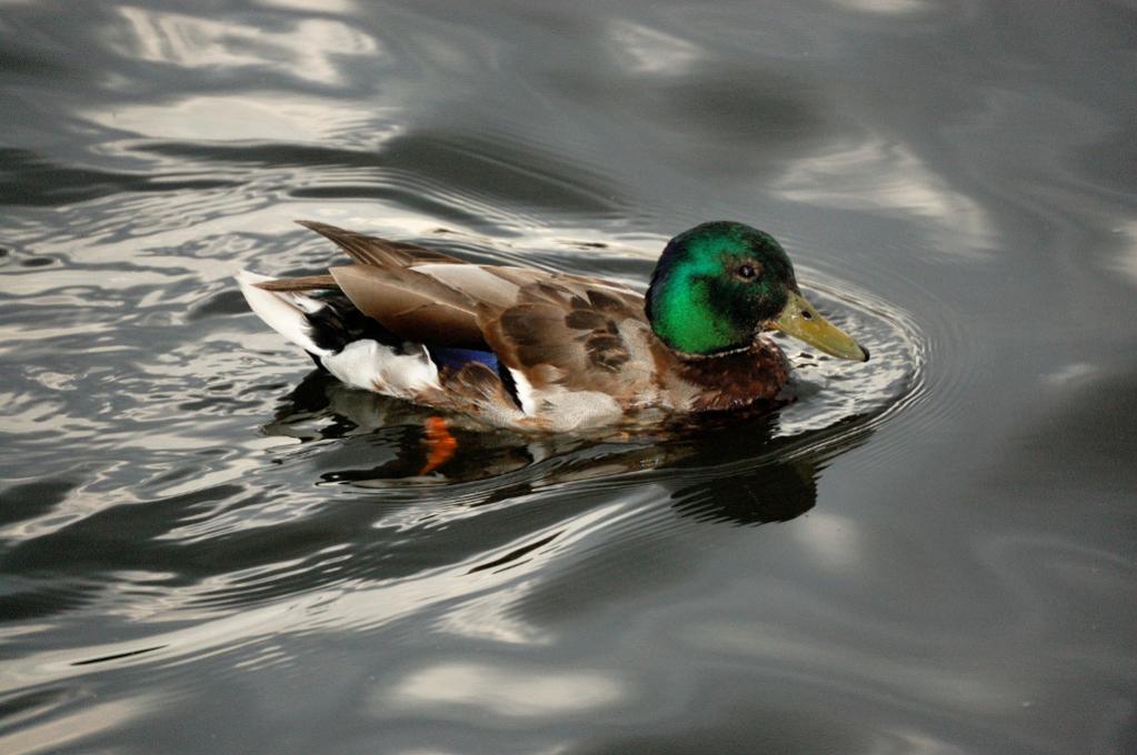 eine Ente in der Spree... ein must have ;-)
